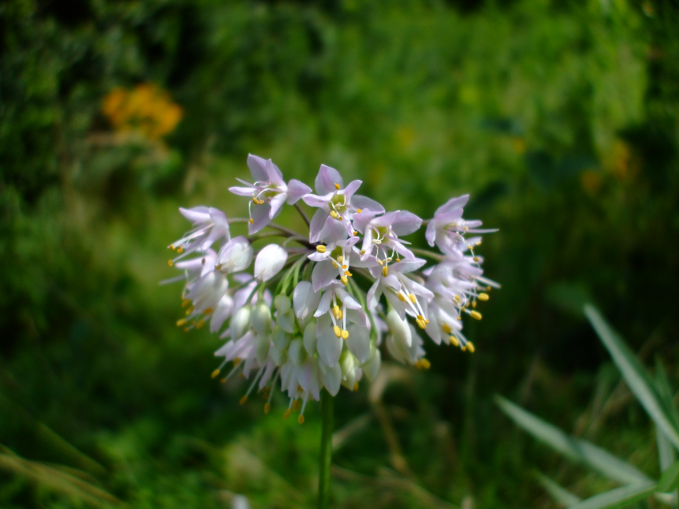 Allium stellatum